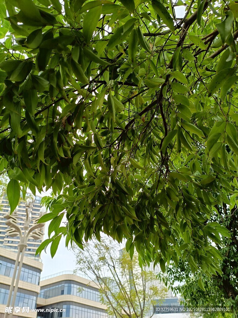 綠葉掩映下的城市建筑