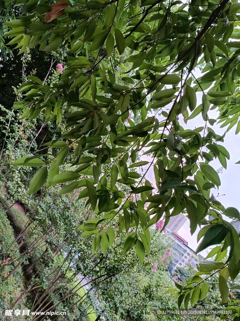 綠葉掩映下的城市景致