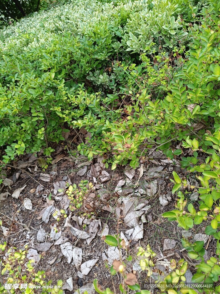 野外綠植與碎石景觀