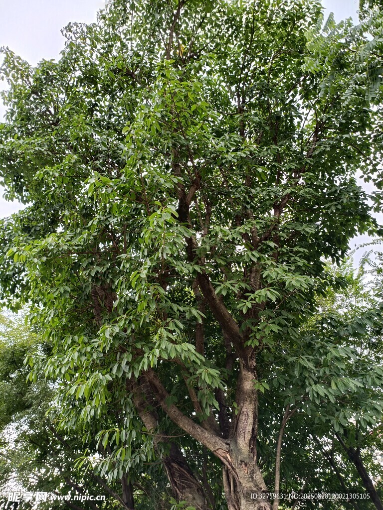 茂盛大樹展現(xiàn)勃勃生機