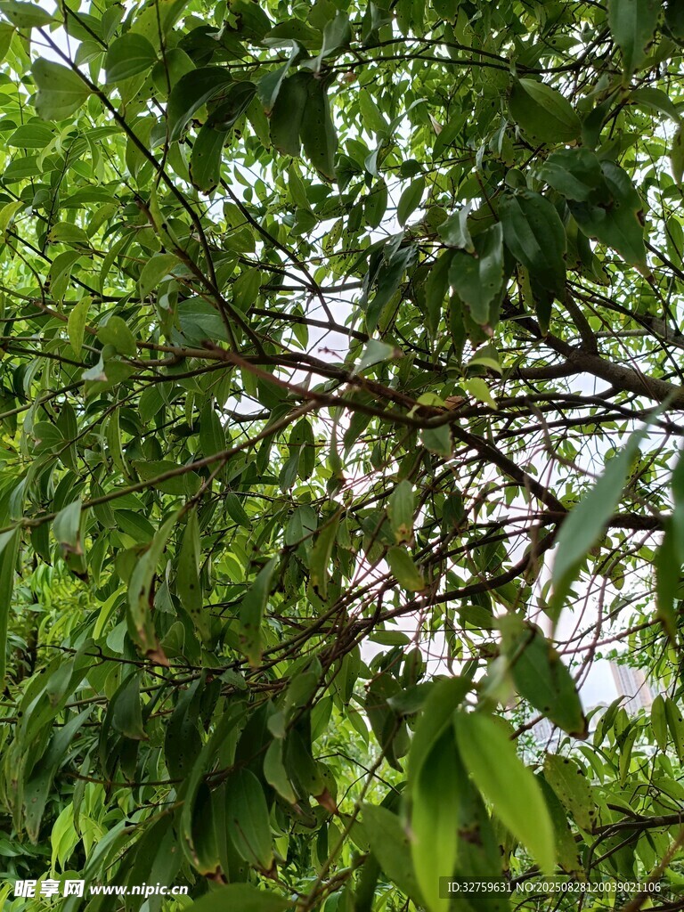 繁茂綠葉間的樹(shù)枝景象