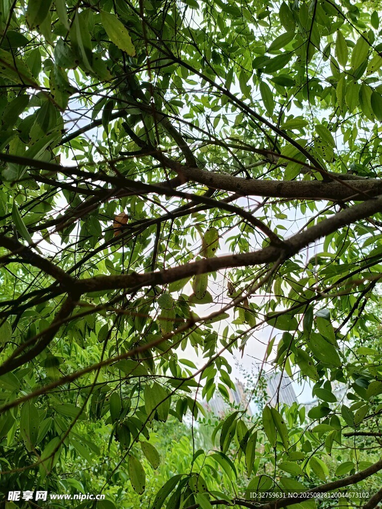 繁茂枝葉間的光影世界