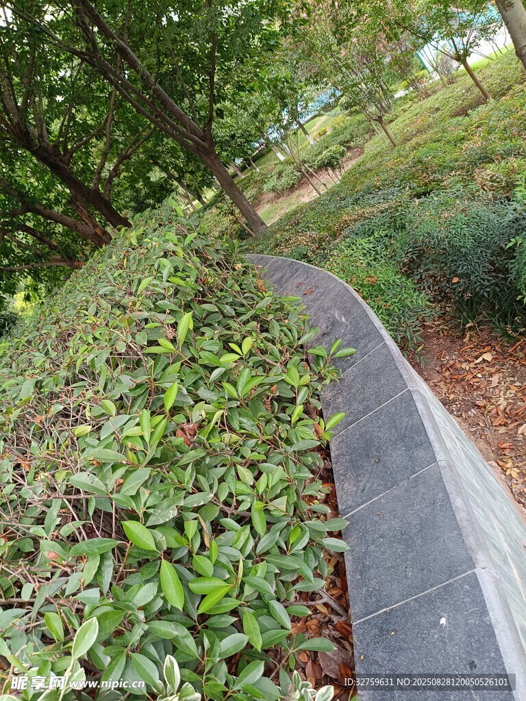 林間蜿蜒小徑綠意盎然