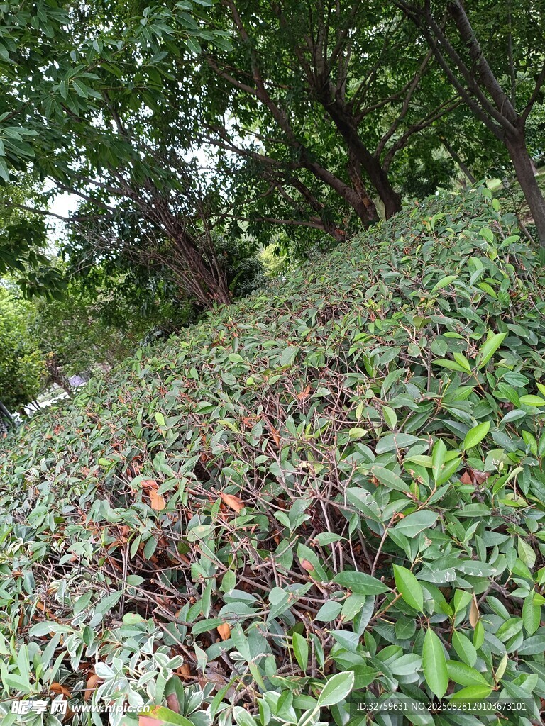 綠意盎然的植物景觀