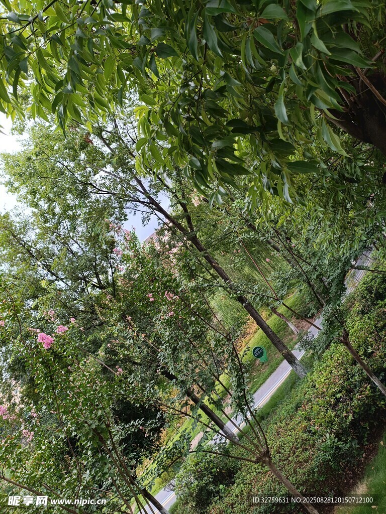 林間綠意盎然的自然景致