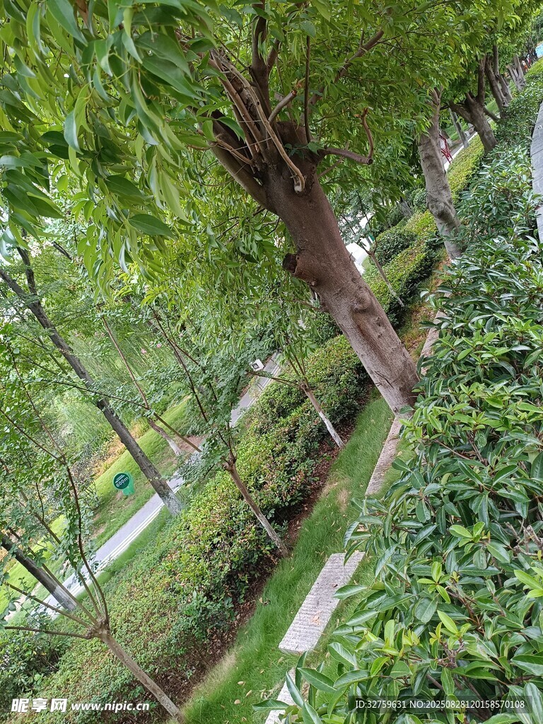 綠意盎然的林間小徑