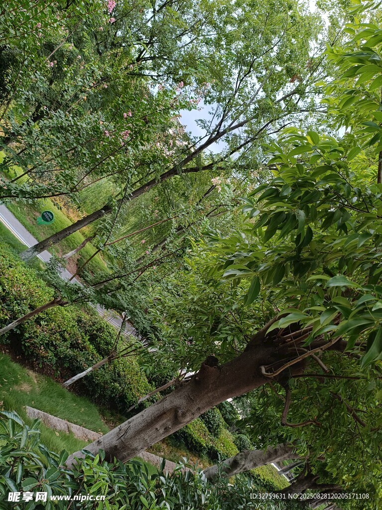 繁茂樹林中的自然景致