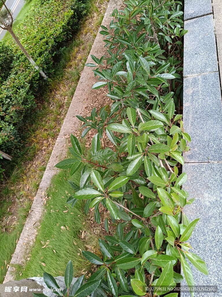 庭院綠植景觀