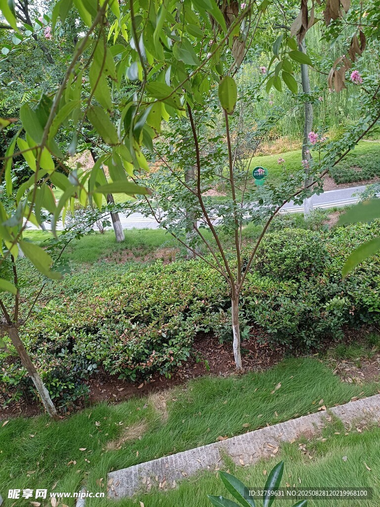 綠意盎然的戶外園林景觀