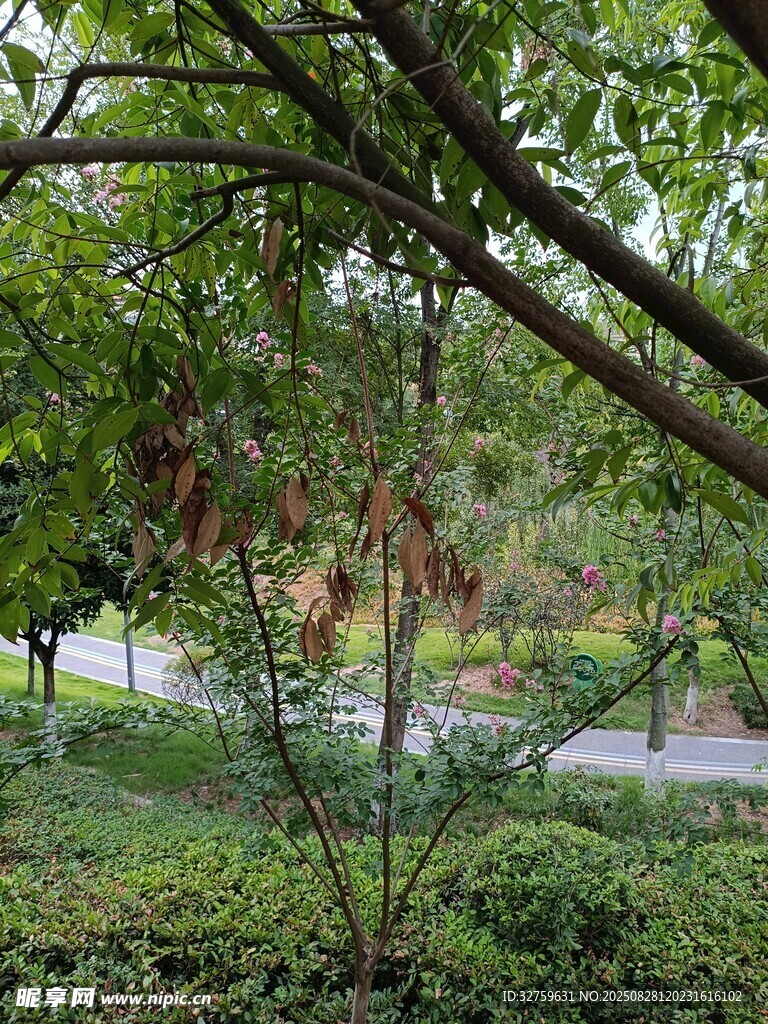 林間繁茂枝葉與遠(yuǎn)處小徑