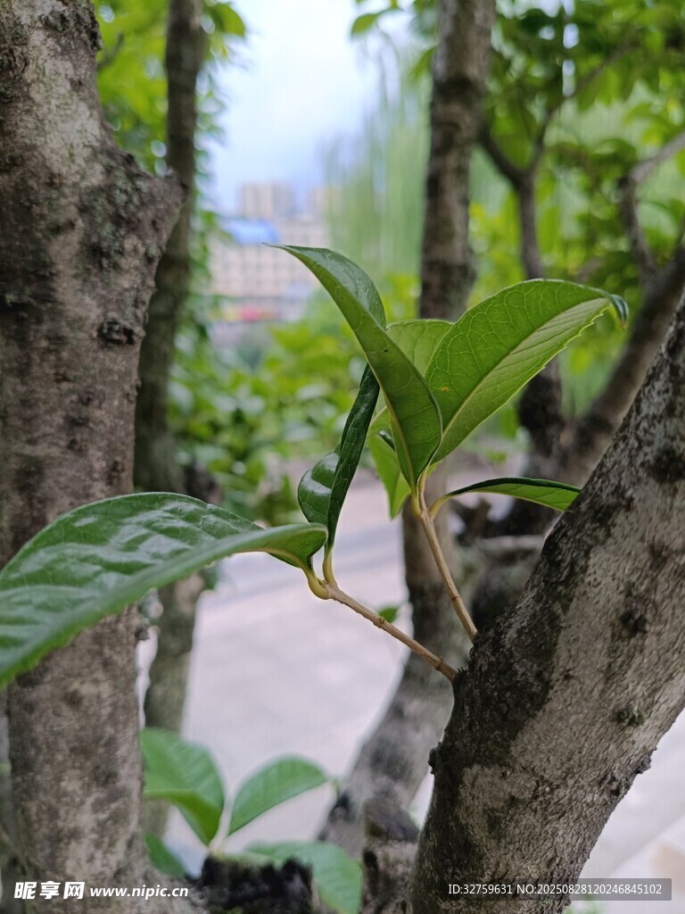 枝頭嫩葉展現(xiàn)自然生機(jī)