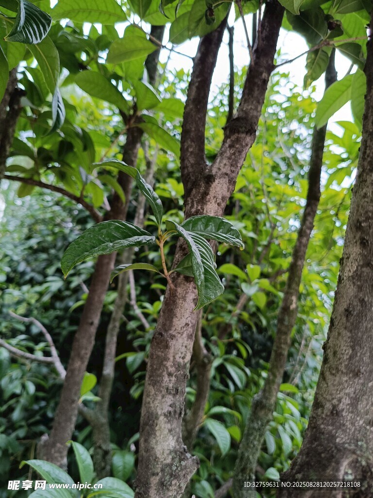 茂密樹林中的繁茂植物