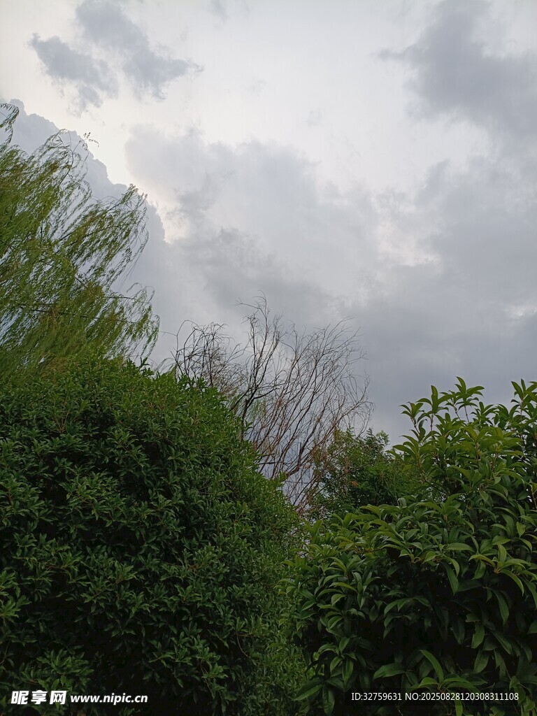 陰天時的綠植與天空