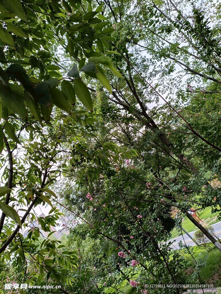 繁茂枝葉間的自然景致