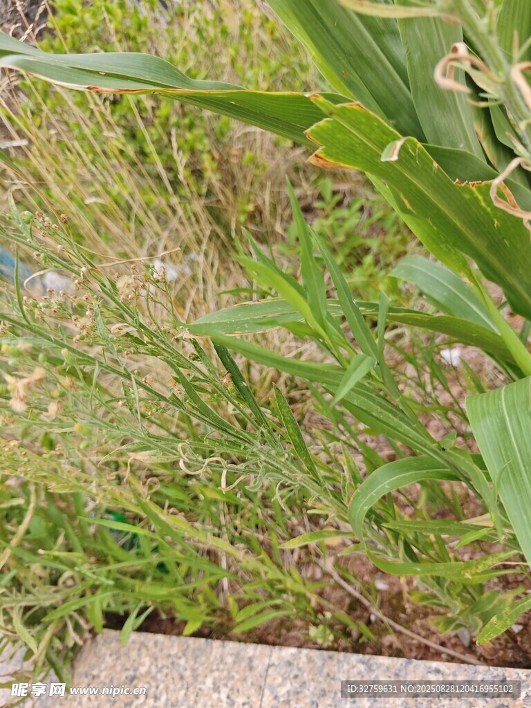 路邊翠綠茂盛的野草