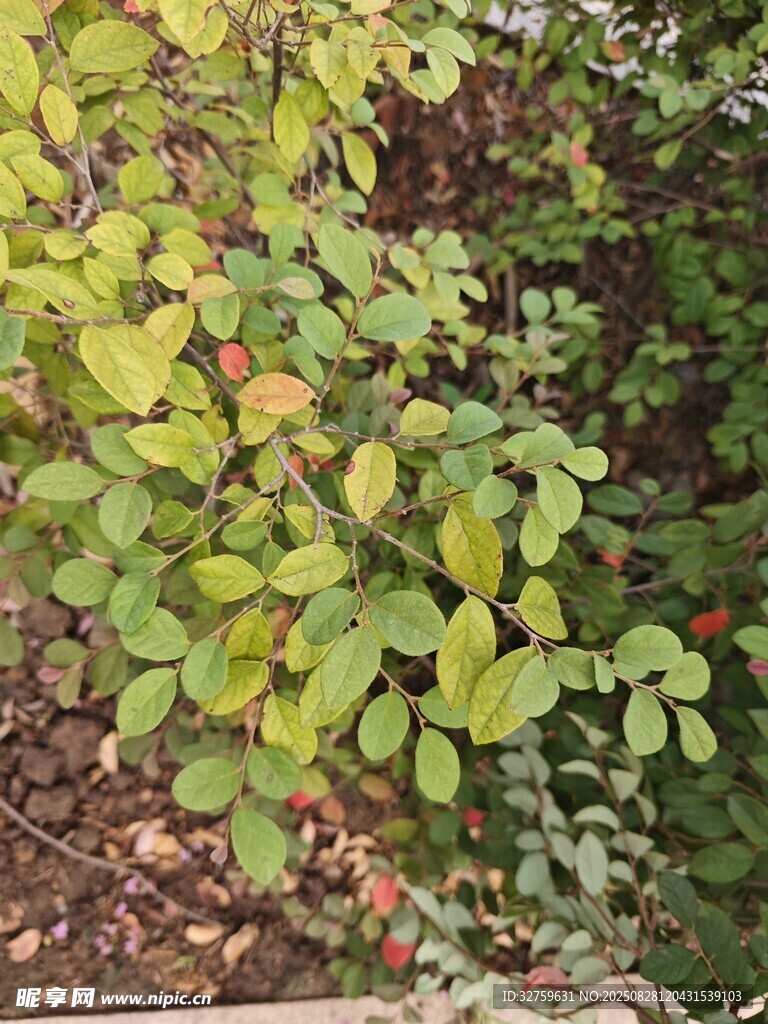 綠葉繁茂的植物景觀