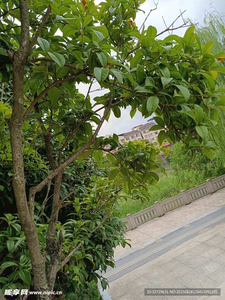 路邊綠意盎然的繁茂樹木