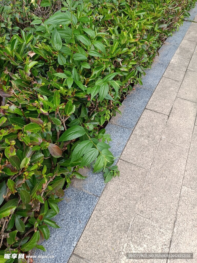 路邊綠植景觀