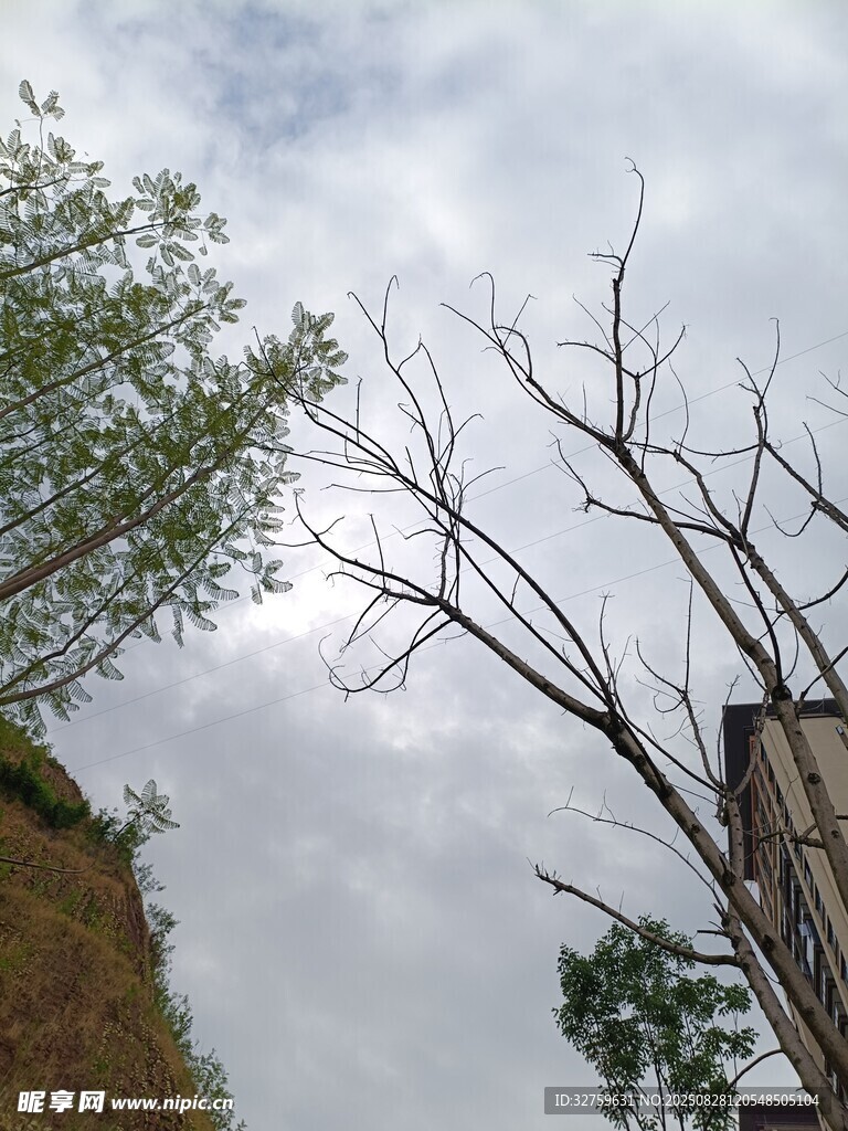 天空下的樹木與建筑景觀