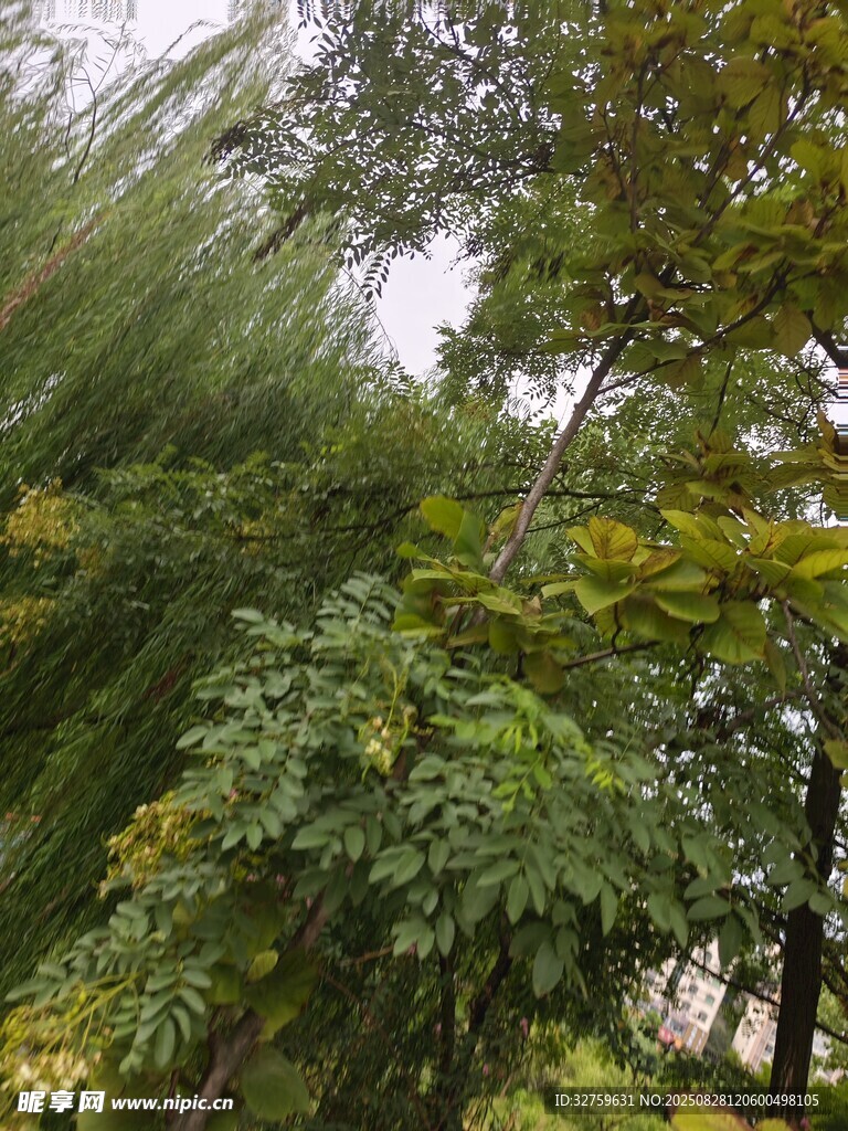 繁茂樹林綠意盎然