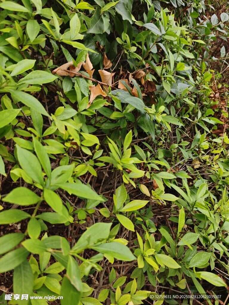 繁茂綠植景觀
