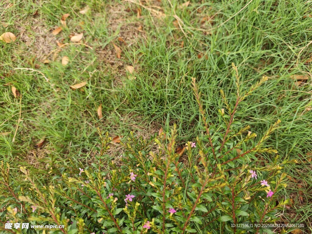 草地中的綠色植物景觀