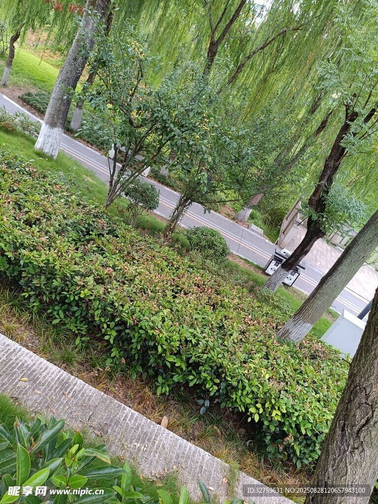 公園綠意盎然的林蔭小徑