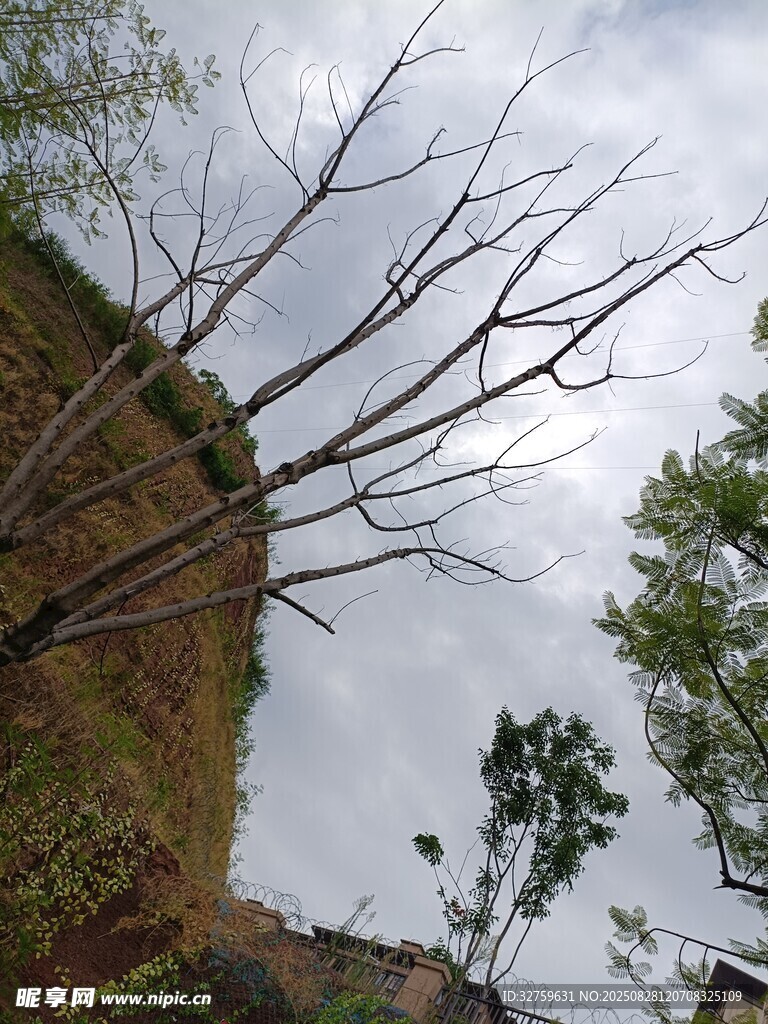 枯樹(shù)枝丫下的鄉(xiāng)村景致
