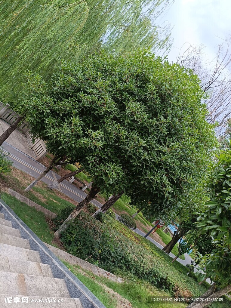 公園綠樹成蔭的景致