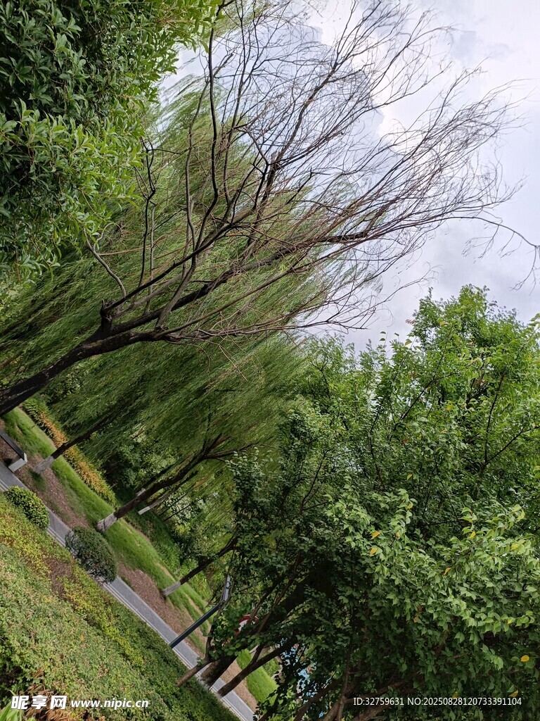 公園綠樹成蔭的景致