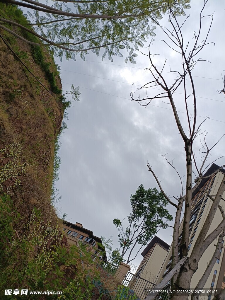 山坡旁的樹木與建筑景觀