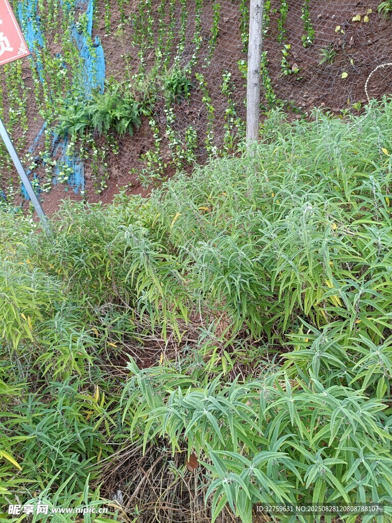 田間嫩綠植物生機(jī)勃勃