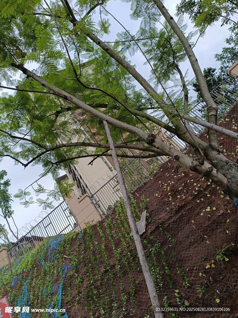 傾斜大樹壓向彩色建筑