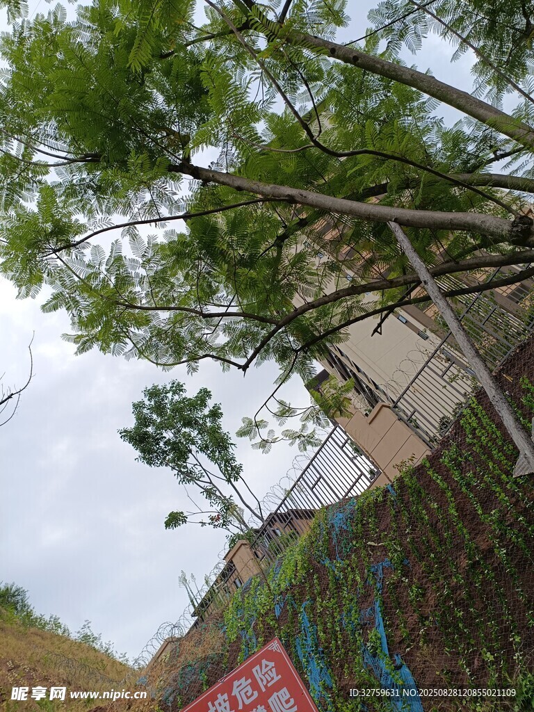 傾斜樹木旁的多彩墻面
