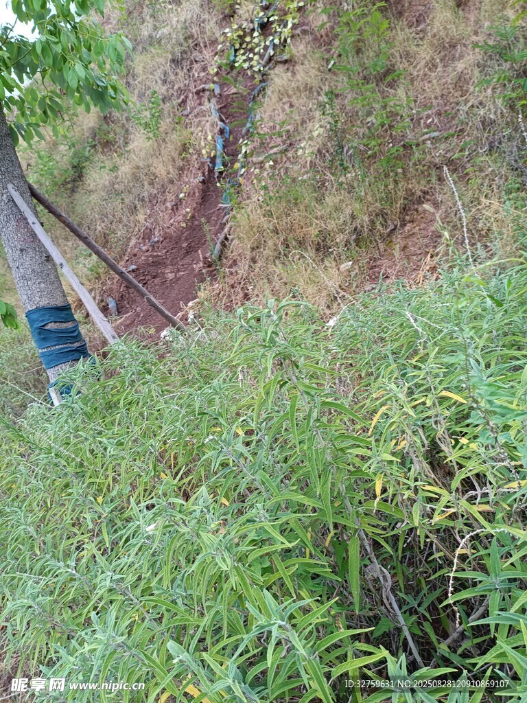 山坡綠植中的藍(lán)色物件