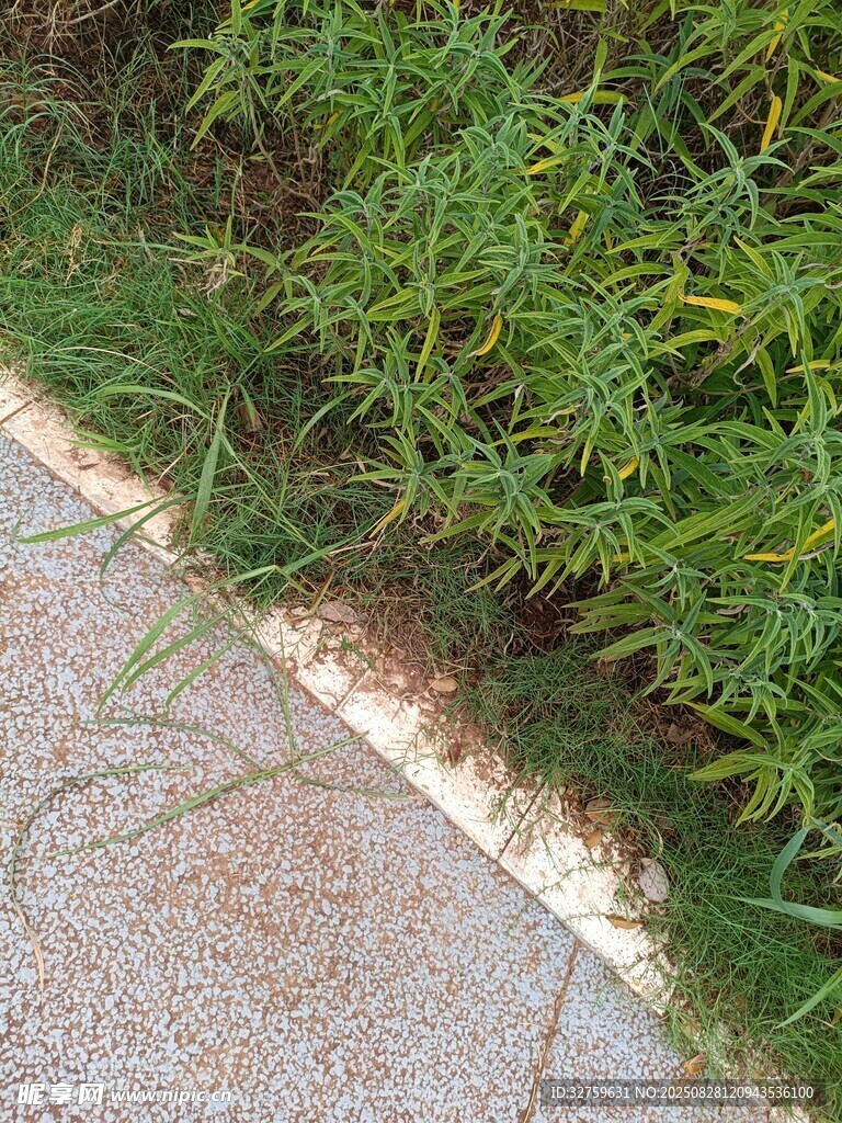 路邊綠植與灰色路面景象