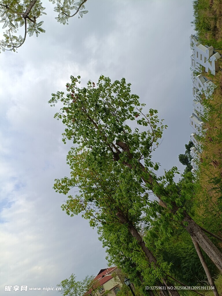 挺拔綠樹(shù)映藍(lán)天