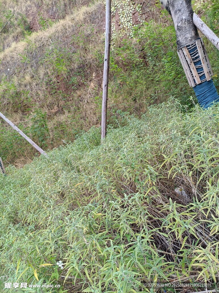 山坡上的繁茂綠植