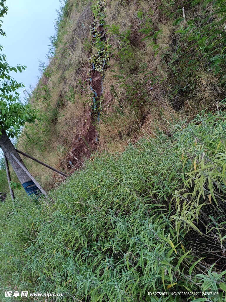 山坡下的帳篷與繁茂草木