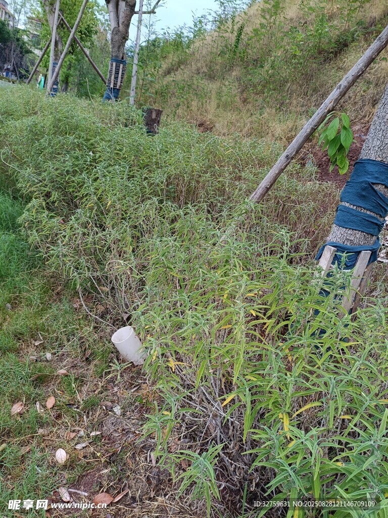 野外雜草叢生的地面場景