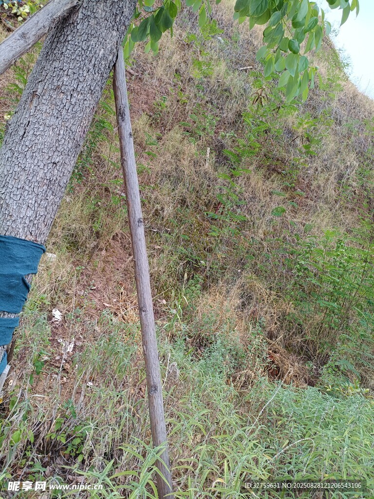 樹干旁的金屬工具