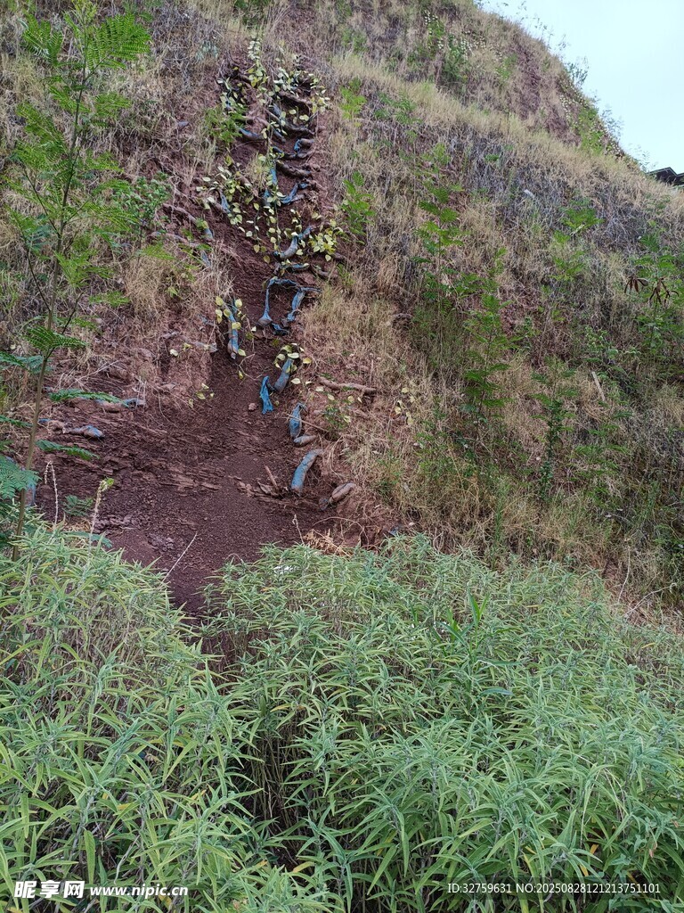 山間小徑穿行于繁茂草木