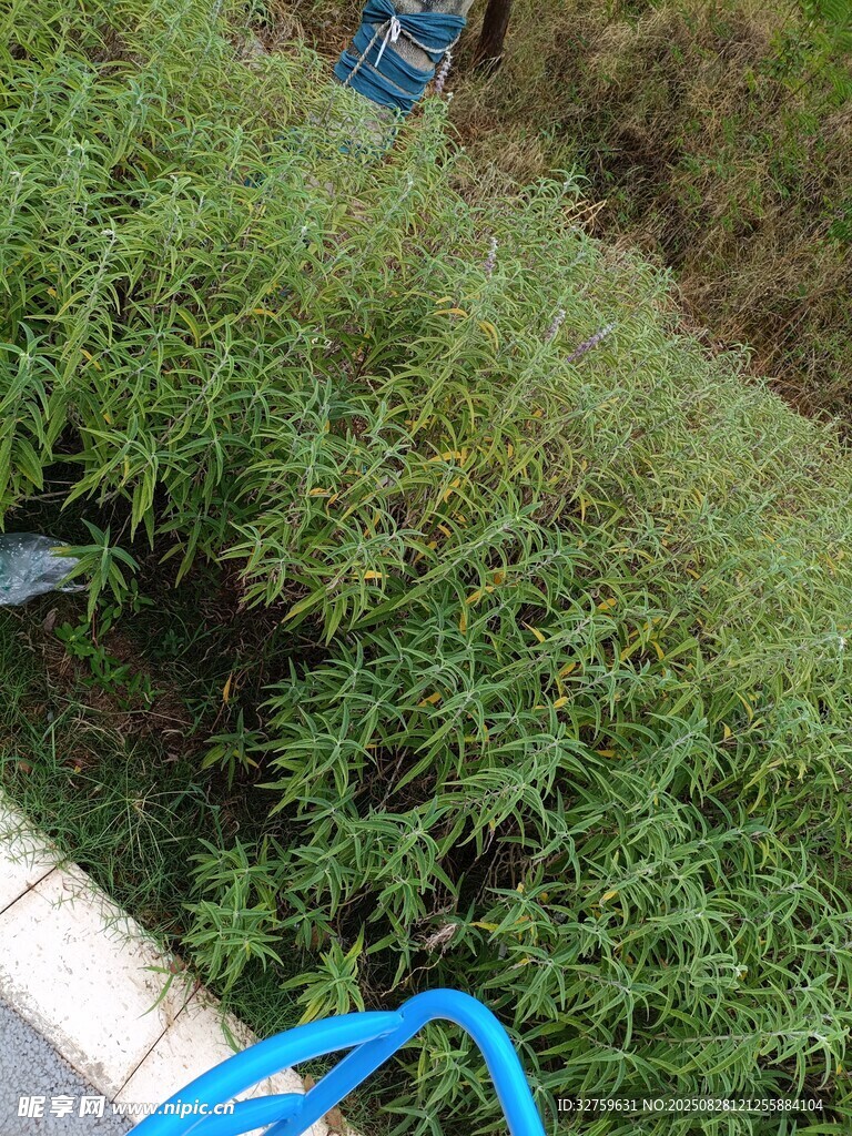 修剪綠植的場(chǎng)景