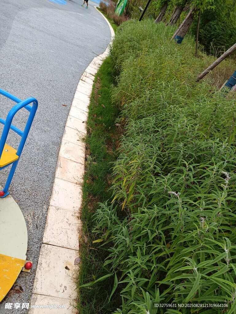 路邊綠植景觀