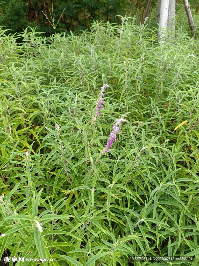 野外紫色花朵與綠色植物