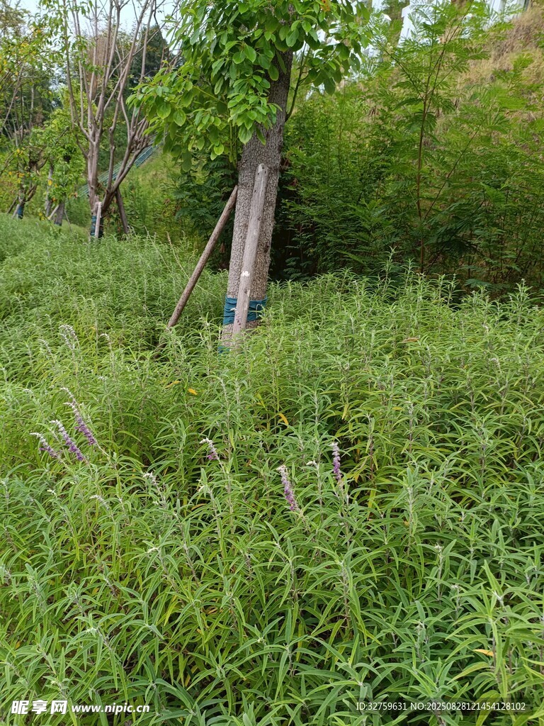 野外蔥郁草地與樹木景觀