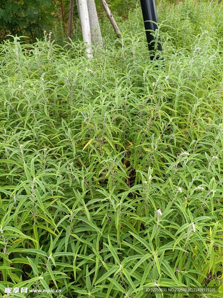 茂盛的綠色植物景觀