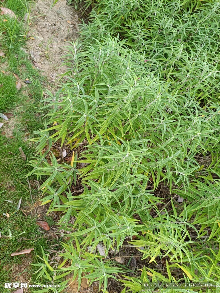 嫩綠蓬勃的野生植物景觀