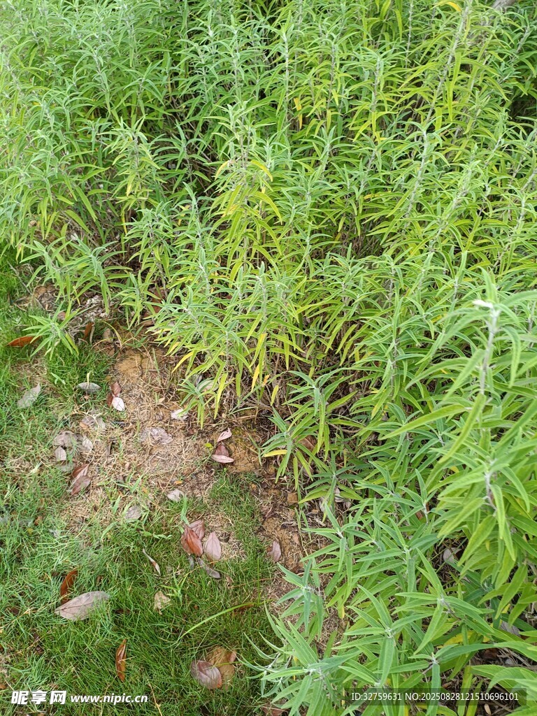 田野中的綠色植物景觀