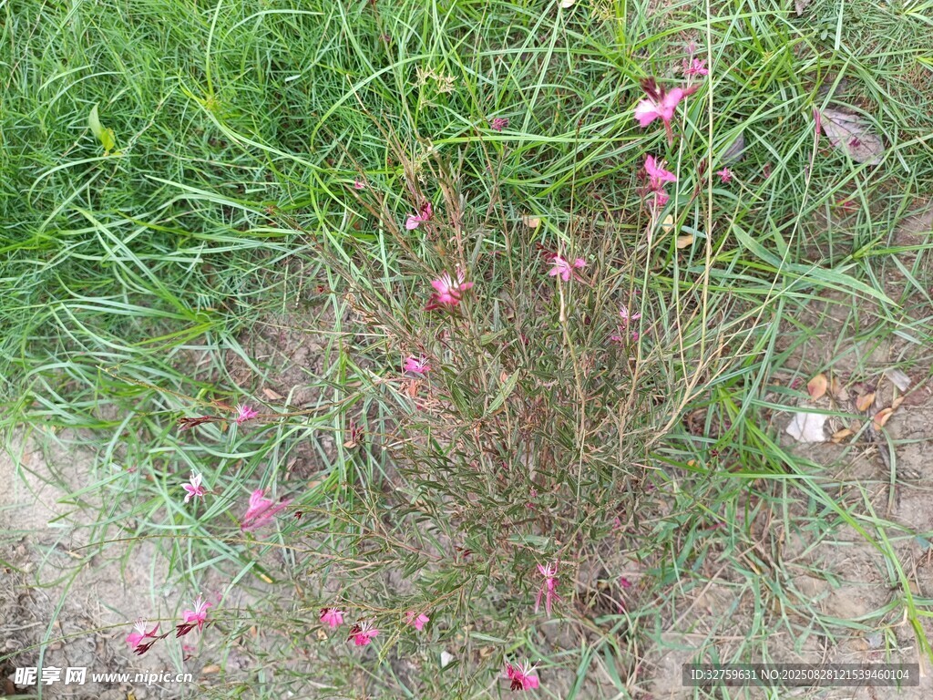 粉色小花綻放于草叢中